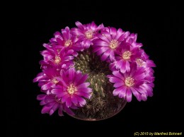 Sulcorebutia mentosa v. mentosa WR276 2255